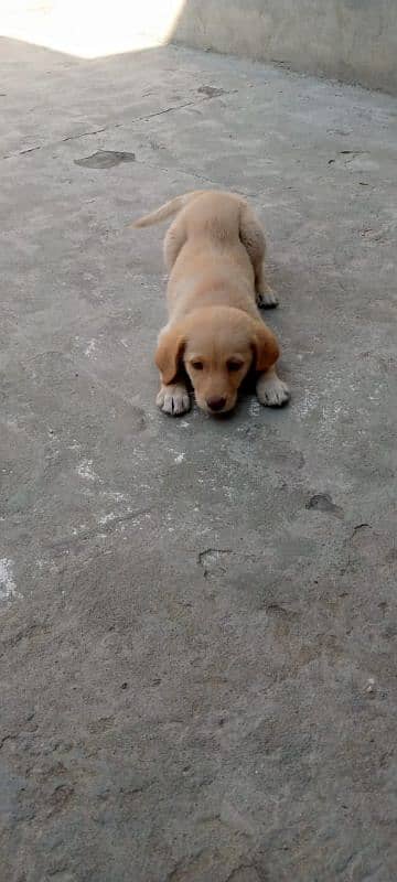 Labrador pure breeder 1