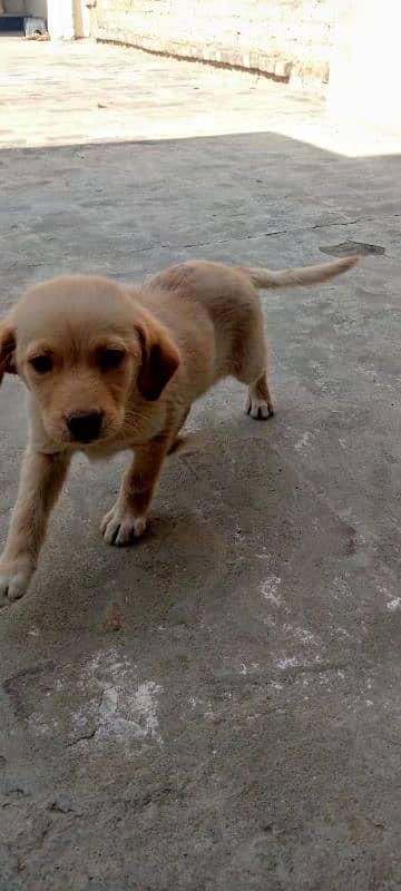 Labrador pure breeder 3