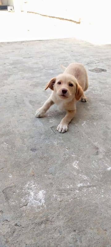 Labrador pure breeder 4