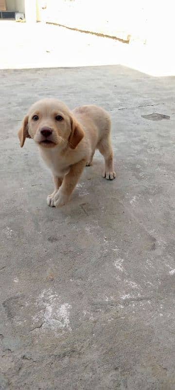 Labrador pure breeder 5