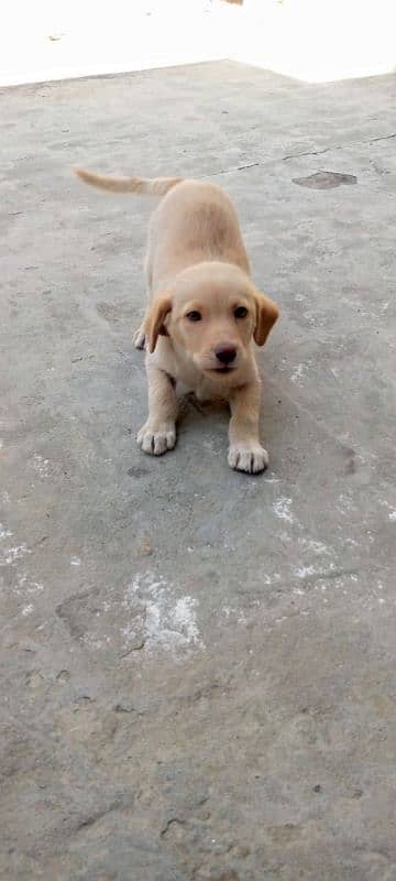 Labrador pure breeder 6