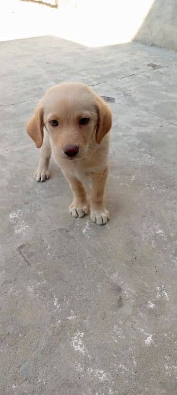 Labrador pure breeder 8