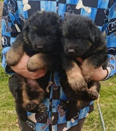 German Shepherd puppy urgent for sale