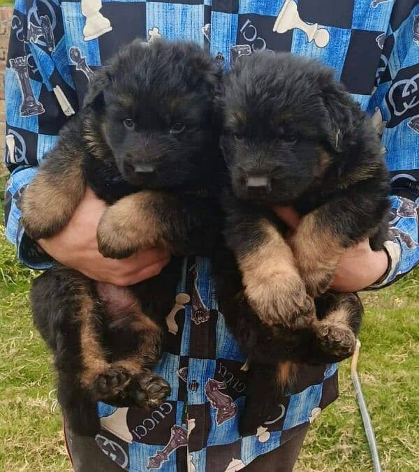 German Shepherd puppy urgent for sale 2