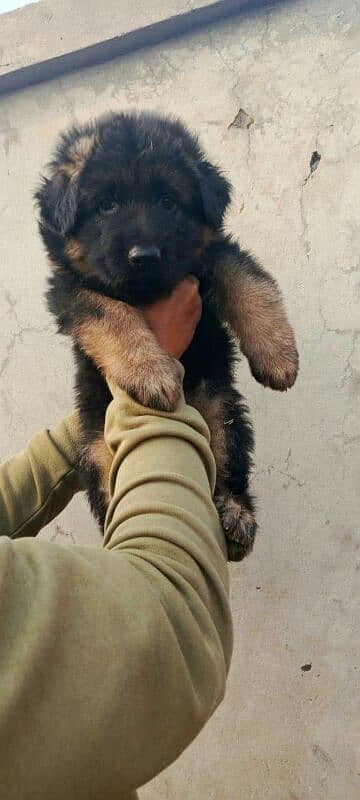 German Shepherd puppy urgent for sale 0