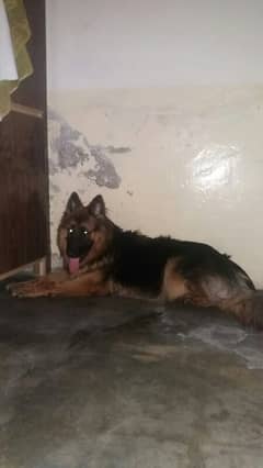 German Shepherd Pappi joint for urgent for sale