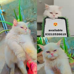 cat female location karachi 03212526619