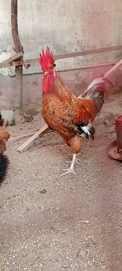 Desi Murga/Desi Rooster/Desi Kukker 0