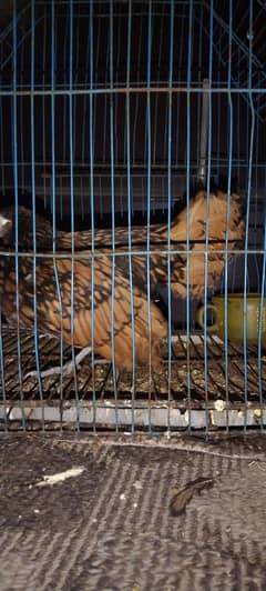 Golden sebrite hen for sale