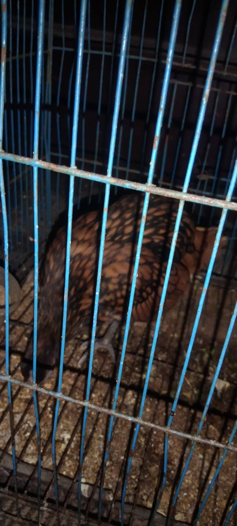 Golden sebrite hen for sale 2