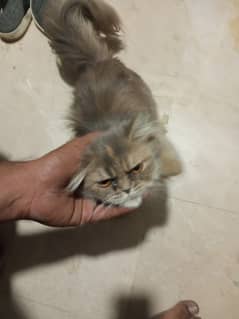 Persian female cat