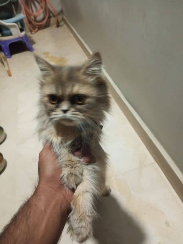 Persian female cat 1