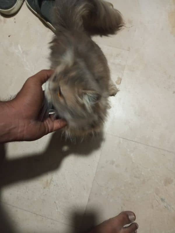 Persian female cat 3