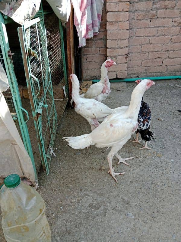 paper white seal cock Peshawar 2