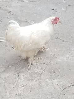 bantam male Whatsapp 03014503558