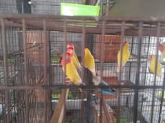 love Bird breeder and adult