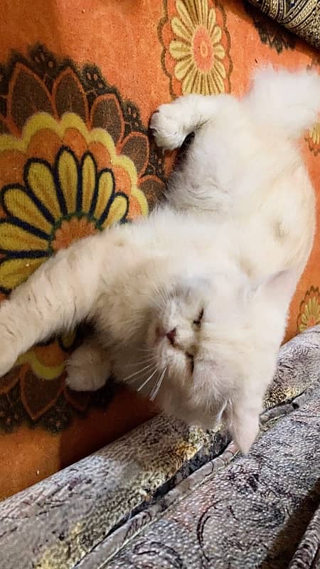 1 year old male persian cat tripple coat 1