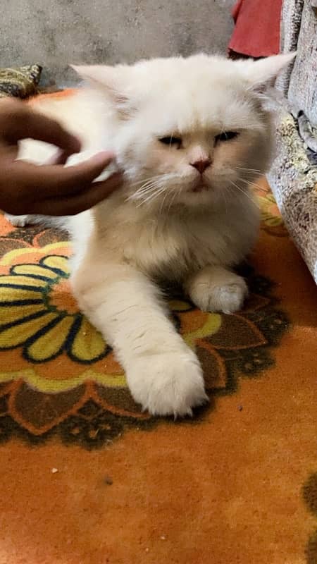 1 year old male persian cat tripple coat 2