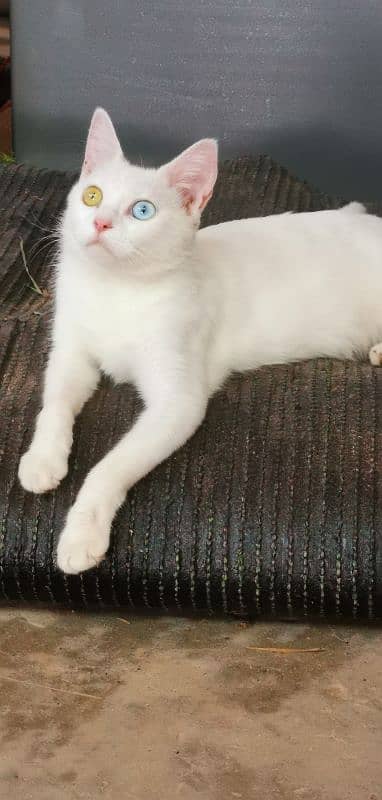 White Thai Cat 1