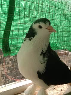 fancy pigeon