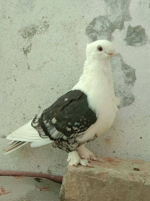 fancy pigeon 3