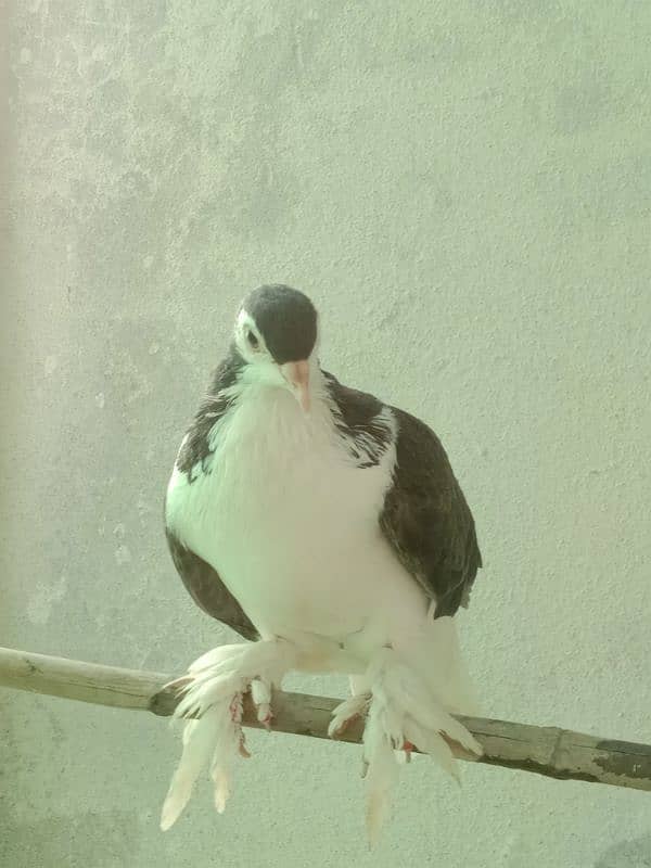 fancy pigeon 5