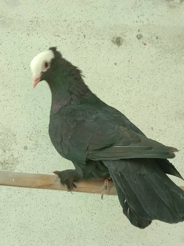 fancy pigeon 6