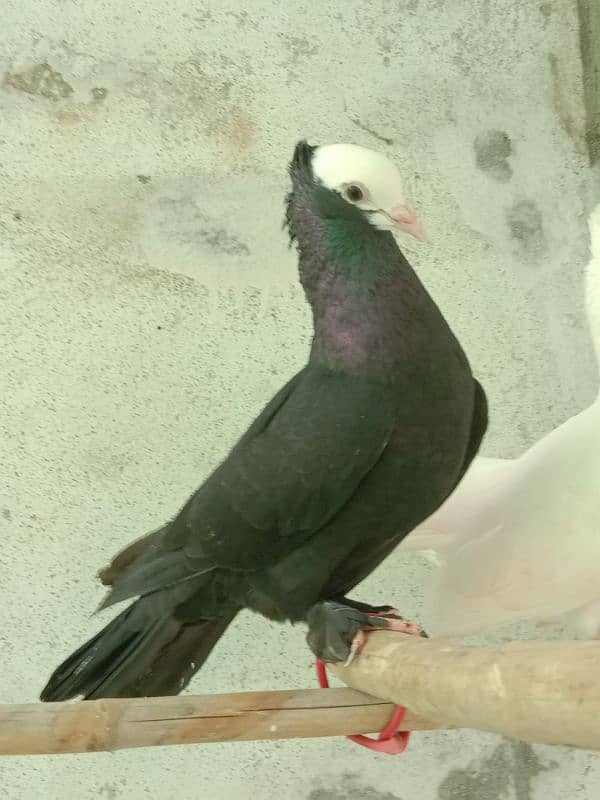 fancy pigeon 7