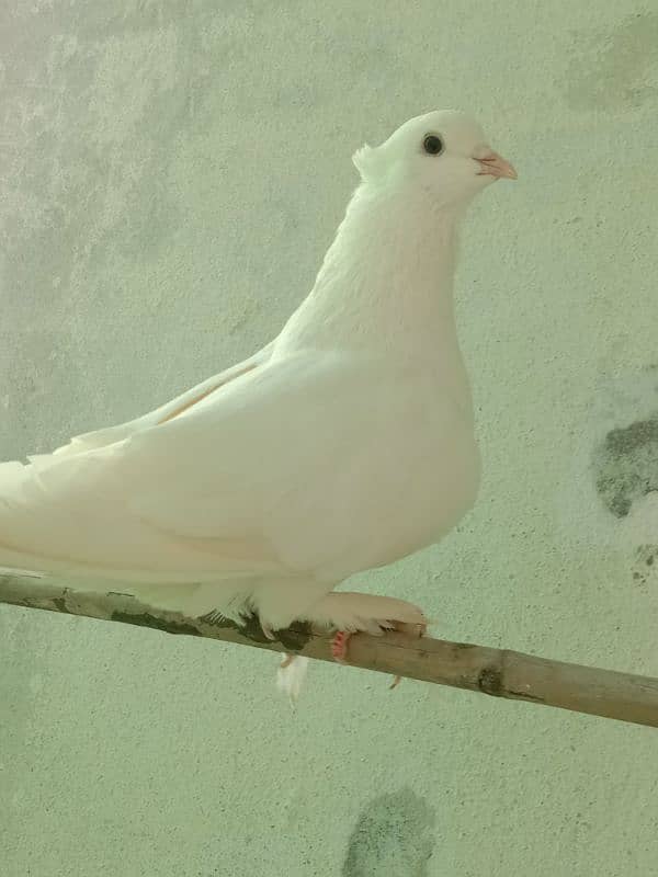 fancy pigeon 8