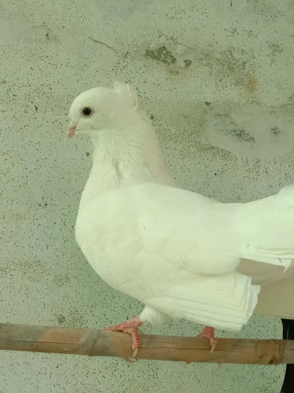 fancy pigeon 9