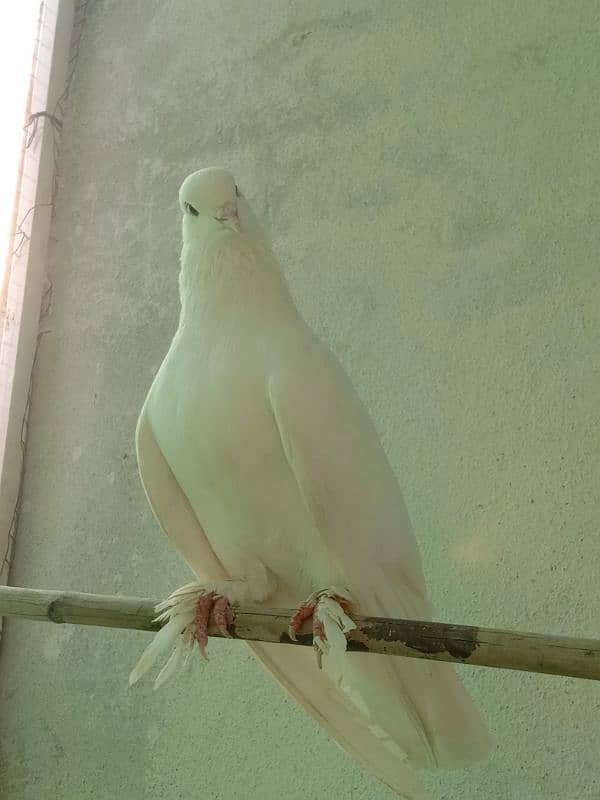 fancy pigeon 10