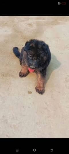 German shepherd puppies for sale 0