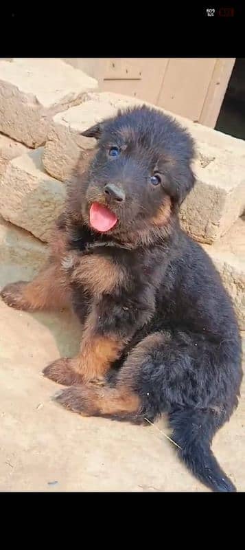 German shepherd puppies for sale 1