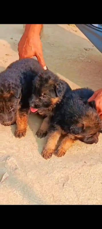 German shepherd puppies for sale 2