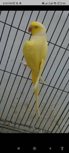 Ring Neck Yellow Male