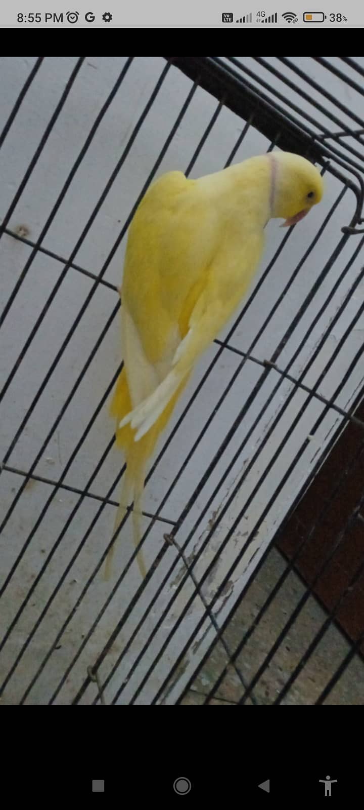 Ring Neck Yellow Male 2