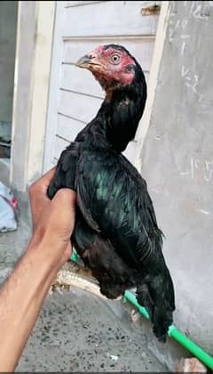 Aseel Miyawali hen black murgi