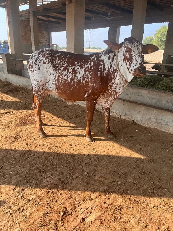 PREGNANT HEIFER FOR SALE 3