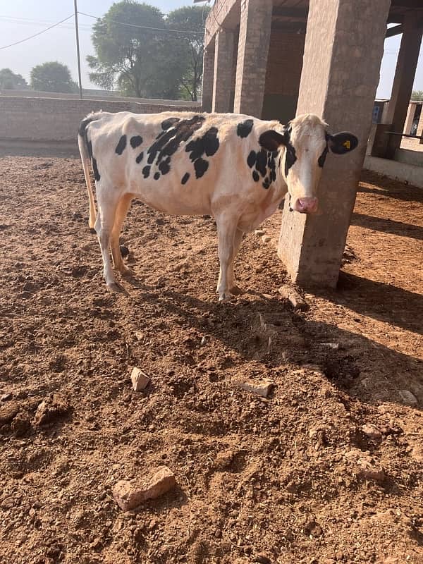 PREGNANT HEIFER FOR SALE 4