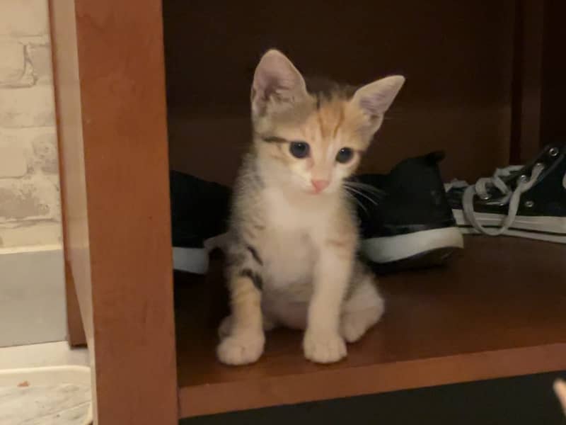 3 adorable kittens looking for a forever home 10