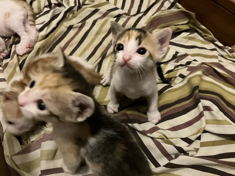 3 adorable kittens looking for a forever home 14