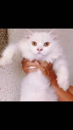 PERSIAN CAT FOR SALE