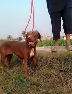 pointer female for sale