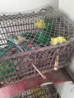 Australian parrots budgie 0