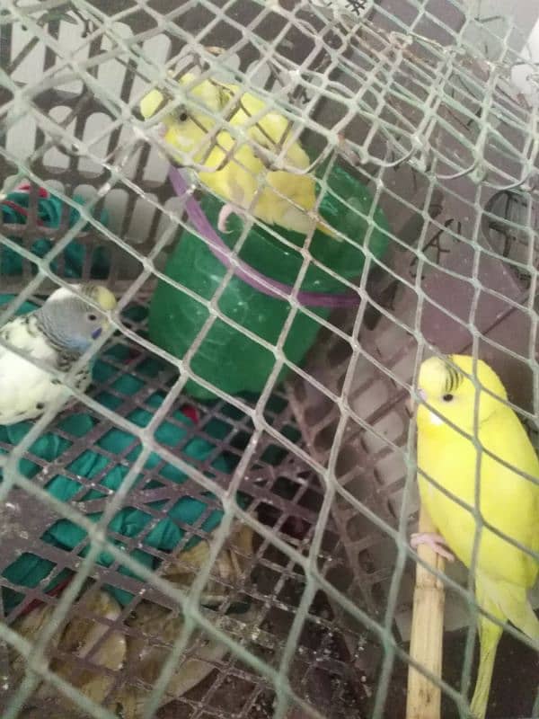 Australian parrots budgie 2