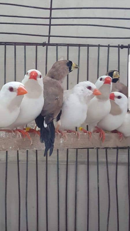 OwL,Wexbill,Java,Goldian,masked,yellow masked parrot finches 2