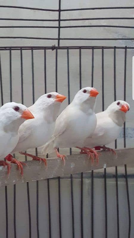 OwL,Wexbill,Java,Goldian,masked,yellow masked parrot finches 3