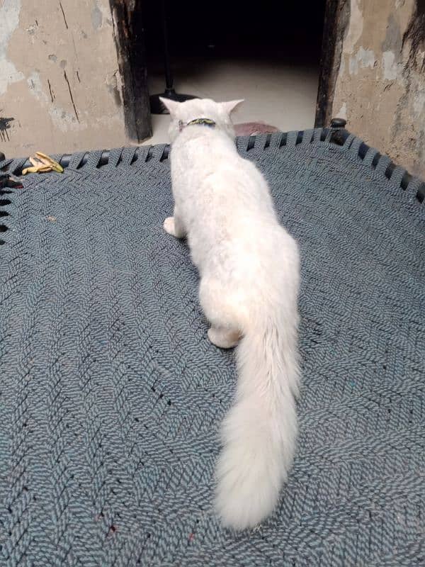 white Persian cat triple coat male 3