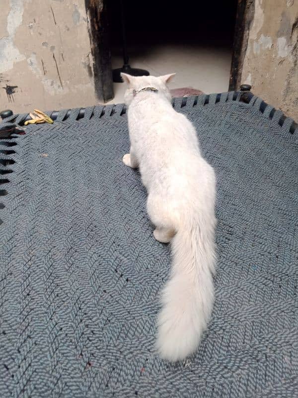 white Persian cat triple coat male 4