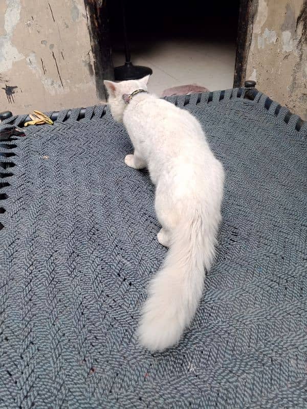 white Persian cat triple coat male 5